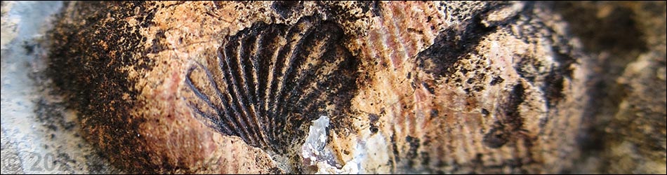 Paleozoic Fossils