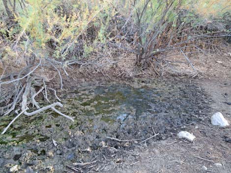 Horse Spring