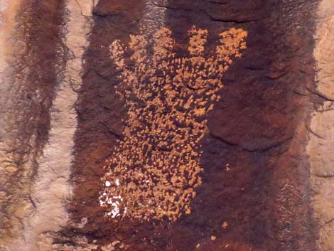 Gold Butte Rock Art