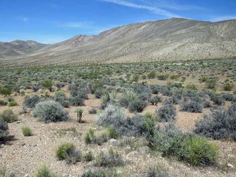 Whitney Wash Loop