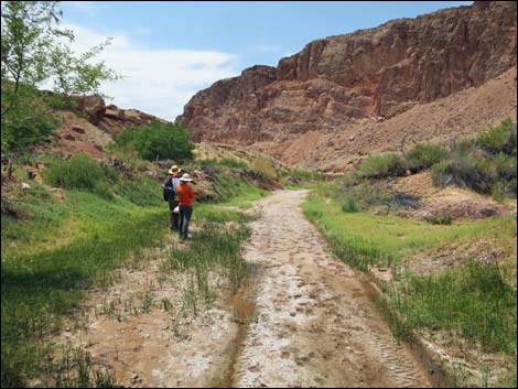 Red Bluff Spring