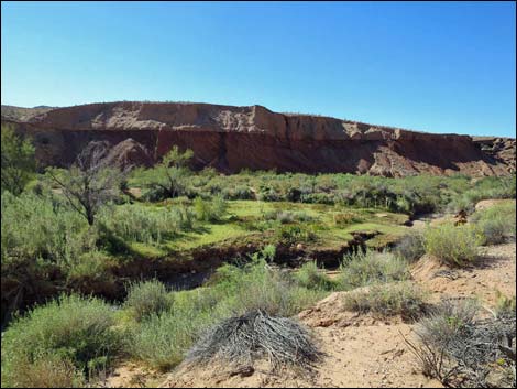 Red Bluff Spring