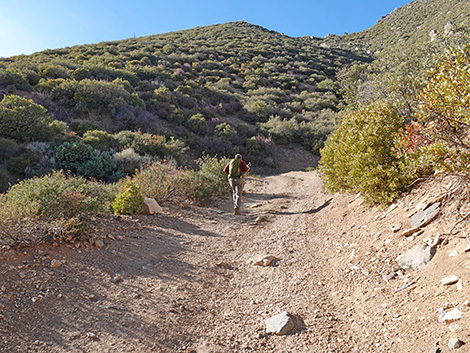 Cabin Canyon Road