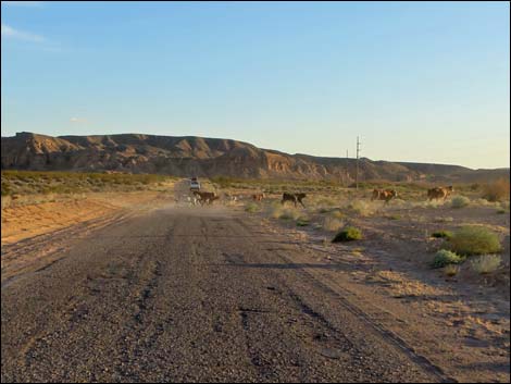 gold butte road