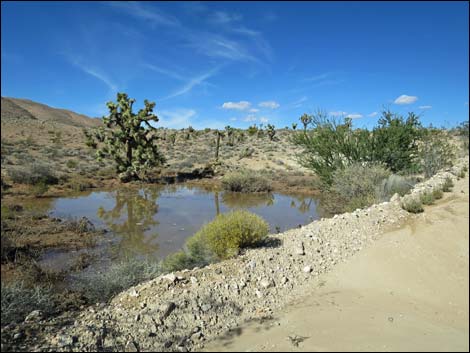 Gold Butte Road