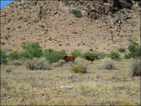 Gold Butte Road