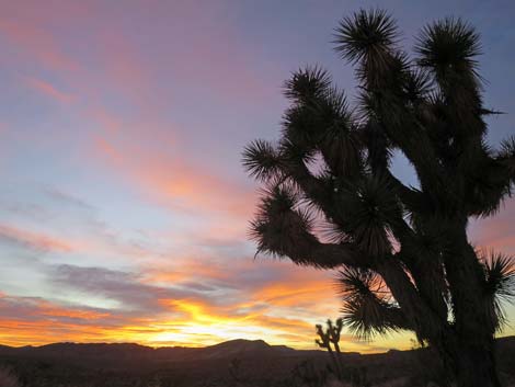 Gold Butte Road