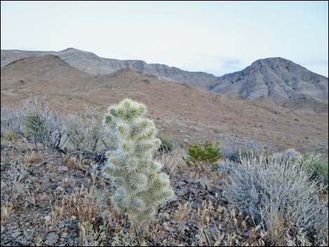 Lincoln Mine Road