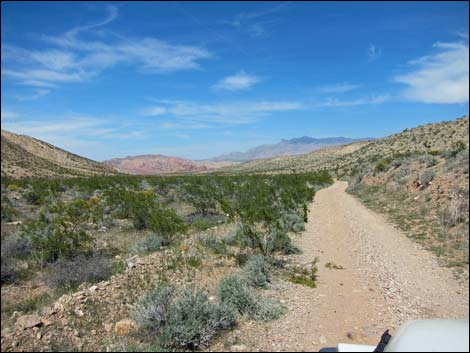 Red Bluff Spring Road