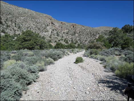 Virgin Peak Road