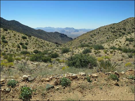 Whitney Pass Road