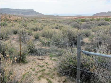 Red Rock Springs