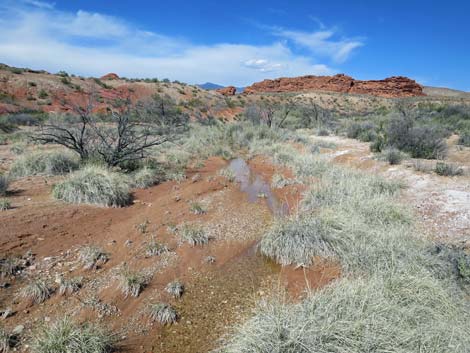 Red Rock Springs