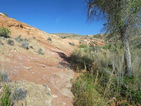 Red Rock Springs