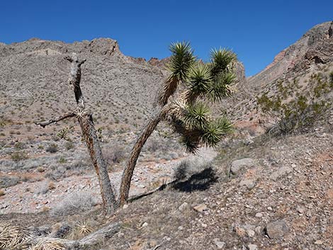 Whitney Wash