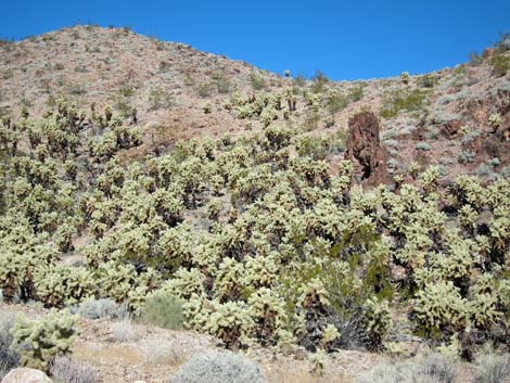 Cholla Forest