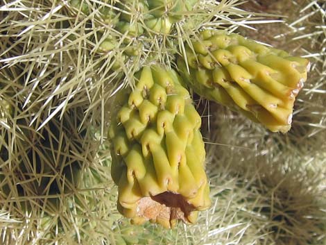 Cholla Forest