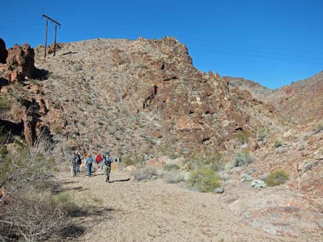 Cholla Forest