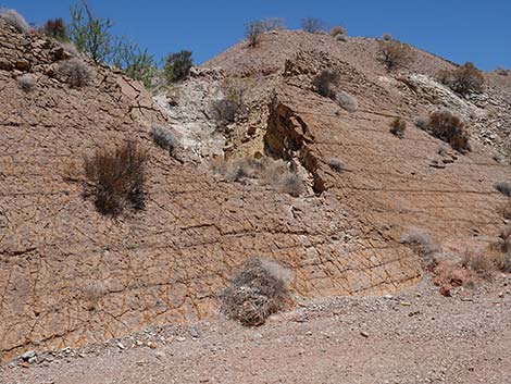 Cottonwood Spring