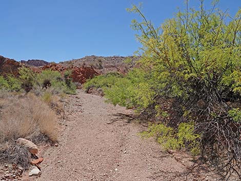 Cottonwood Spring