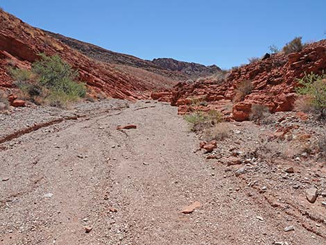 Cottonwood Spring