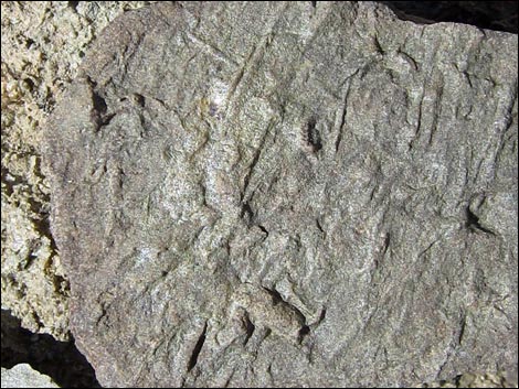 Frenchman Mountain Trilobite Quarry