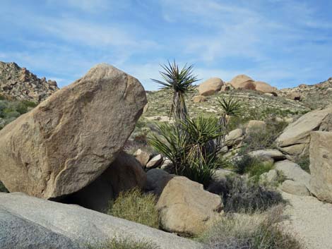 Grapevine Canyon