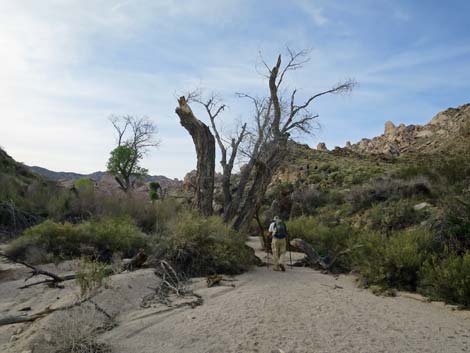 Grapevine Canyon