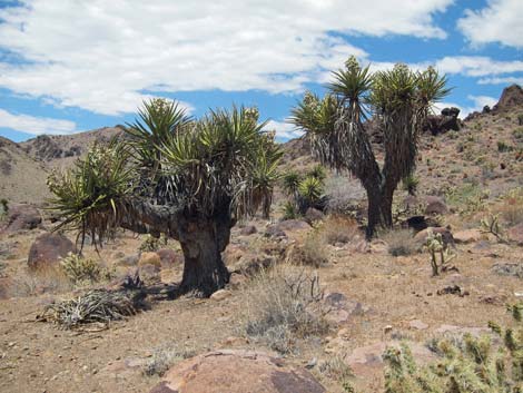 Barber Loop Trail