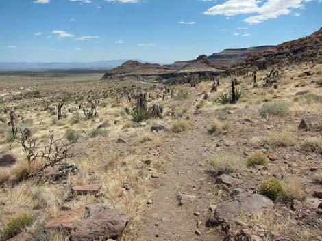 Cactus Garden Loop Trail