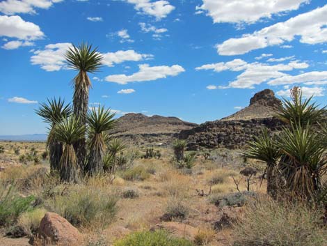 Cactus Garden Loop Trail