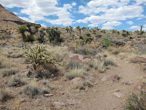 Cactus Garden Loop Trail