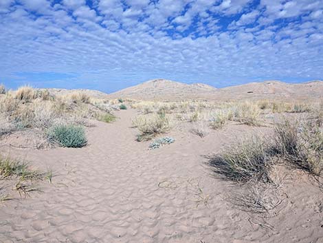 Kelso Dunes