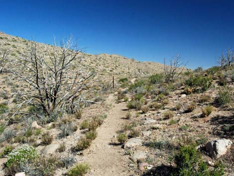 Mid Hills Loop Trail