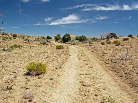 Mid Hills Loop Trail