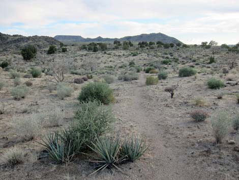 Rock Spring Loop Trail