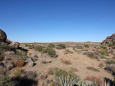 Rock Spring Loop Trail