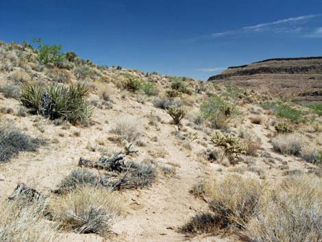 World's Tallest Yucca