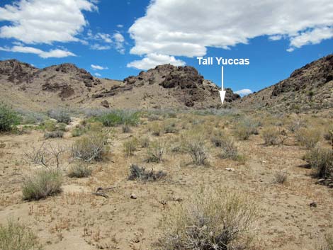 World's Tallest Yucca