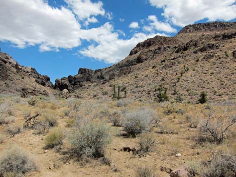 World's Tallest Yucca