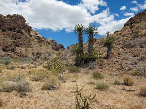 World's Tallest Yucca