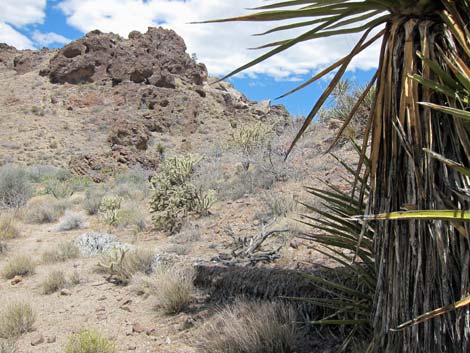 World's Tallest Yucca