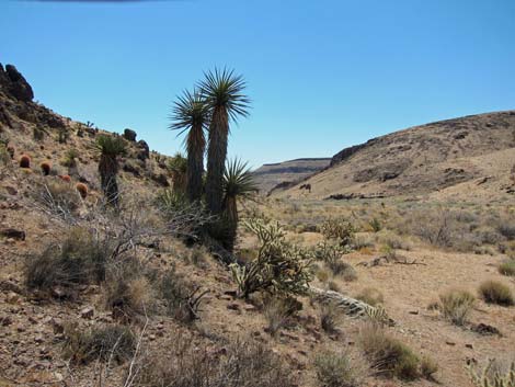 World's Tallest Yucca