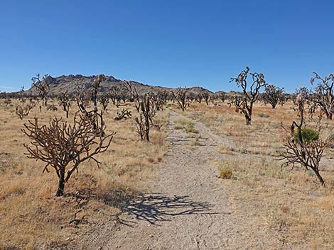 Teutonia Peak Trail