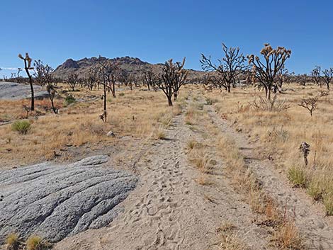 Teutonia Peak Trail