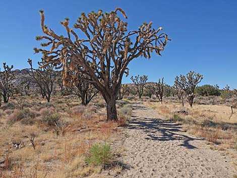 Teutonia Peak Trail