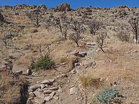 Teutonia Peak Trail