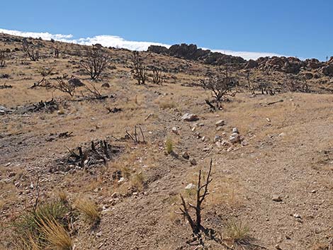 Teutonia Peak Trail