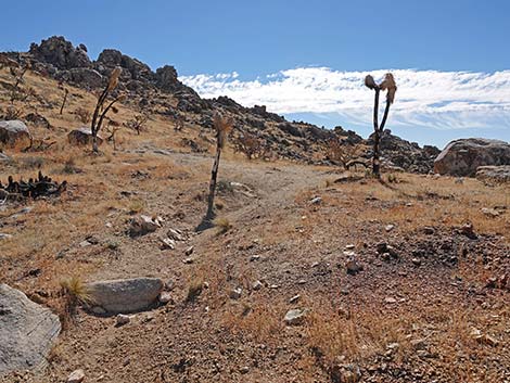 Teutonia Peak Trail