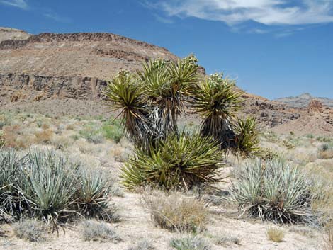 Wild Horse Spur Trail